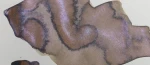 Dominant Industry Ink - Pearl - Dutch Moorlands
