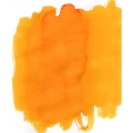 TasmaniawattleYellow2.webp