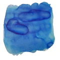 NativeCornflower.webp